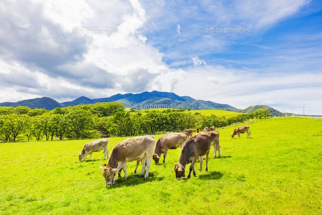 大笹牧場の牛の放牧 の写真素材 イラスト素材 アマナイメージズ