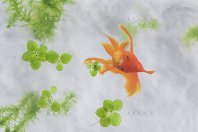 水槽の水草と金魚 の写真素材 イラスト素材 アマナイメージズ