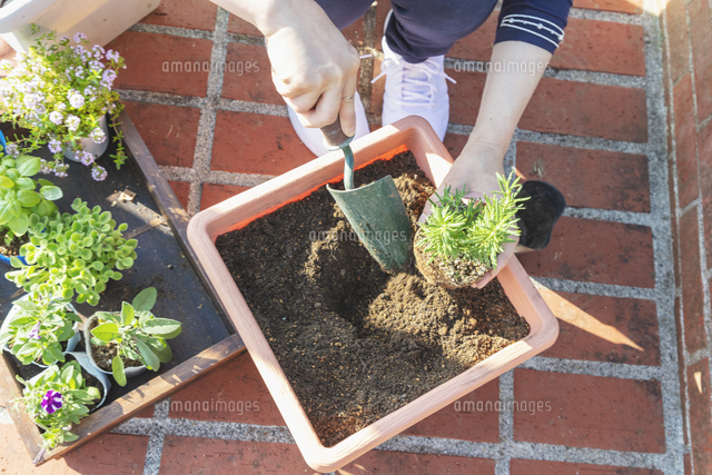ハーブ苗の鉢替え ローズマリー バジル アロマティカス セージ 花 ジャコウソウ ペチュニア の写真素材 イラスト素材 アマナイメージズ
