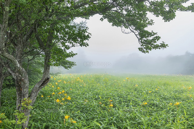 霧の中に咲くキスゲ平園地のニッコウキスゲ 日光市霧降高原 栃木県 の写真素材 イラスト素材 アマナイメージズ
