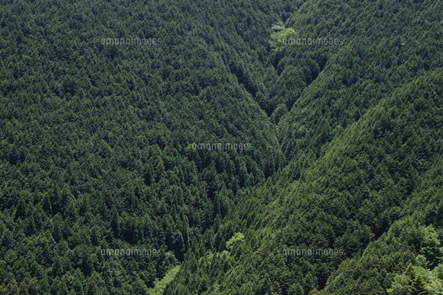 人工林の山々 の写真素材 イラスト素材 アマナイメージズ