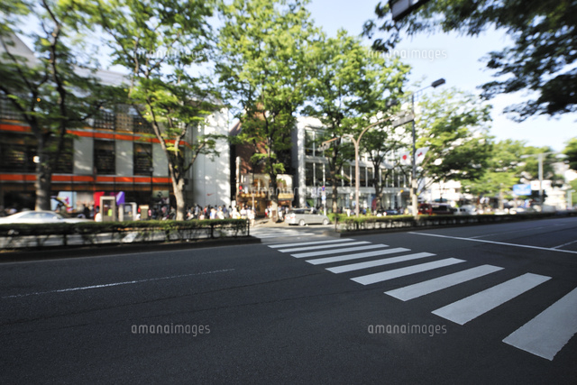 新緑の表参道と横断歩道 の写真素材 イラスト素材 アマナイメージズ