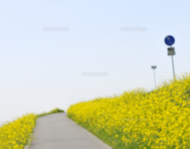 江戸川土手の満開の菜の花 の写真素材 イラスト素材 アマナイメージズ