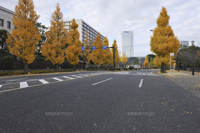 永田町の銀杏並木の黄葉 の写真素材 イラスト素材 アマナイメージズ