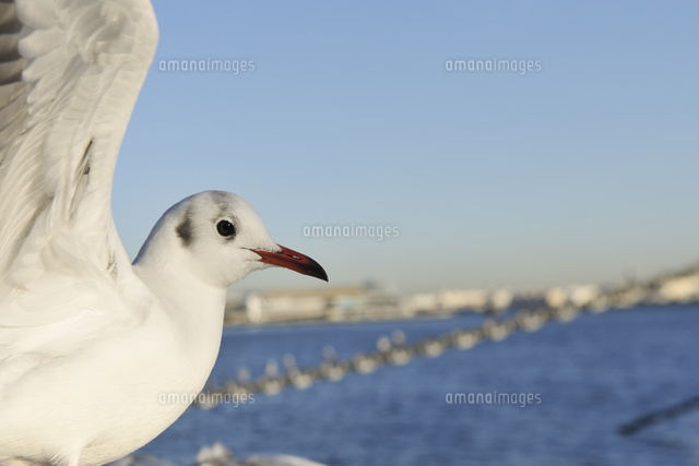 横浜港のカモメ の写真素材 イラスト素材 アマナイメージズ