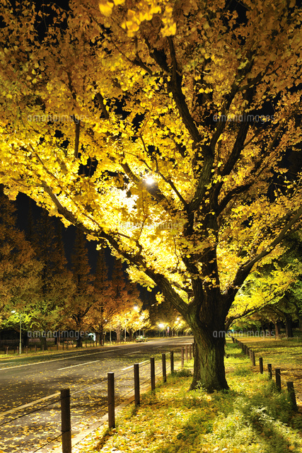 黄金色に輝く神宮外苑イチョウ並木 の写真素材 イラスト素材 アマナイメージズ