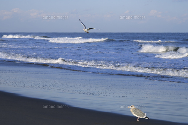 九十九里浜の白波と渡り鳥 の写真素材 イラスト素材 アマナイメージズ