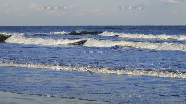 九十九里浜の白波と渡り鳥 の写真素材 イラスト素材 アマナイメージズ