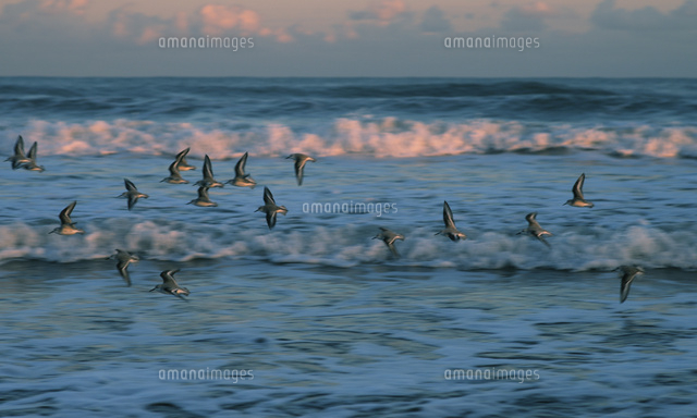 浜千鳥と夕日に染まる波 の写真素材 イラスト素材 アマナイメージズ