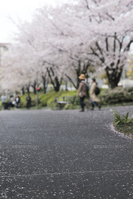 檜町公園のアスファルト道路と桜並木[10168003913]の写真・イラスト