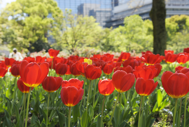 日比谷公園の赤い花 日比谷公園の赤い花