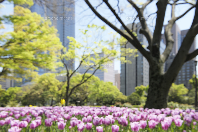 花と新緑の日比谷公園 の写真素材 イラスト素材 アマナイメージズ