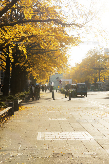 日本大通りの銀杏並木の黄葉 の写真素材 イラスト素材 アマナイメージズ