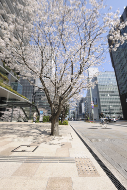 春の京橋中央通りの歩道 の写真素材 イラスト素材 アマナイメージズ