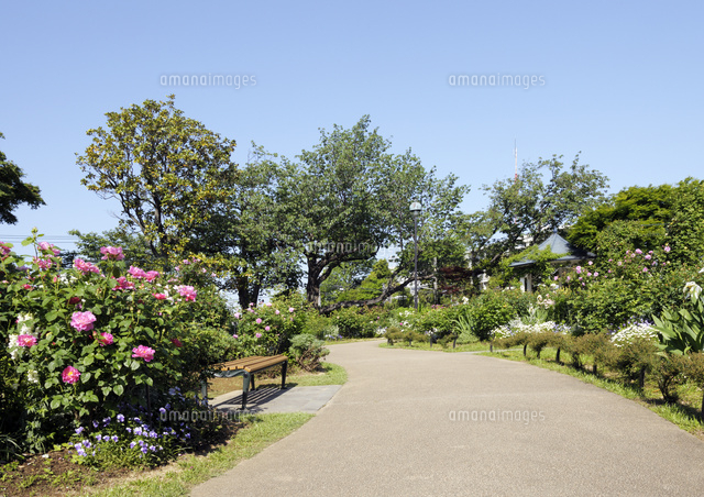 港の見える丘公園のローズガーデン の写真素材 イラスト素材 アマナイメージズ