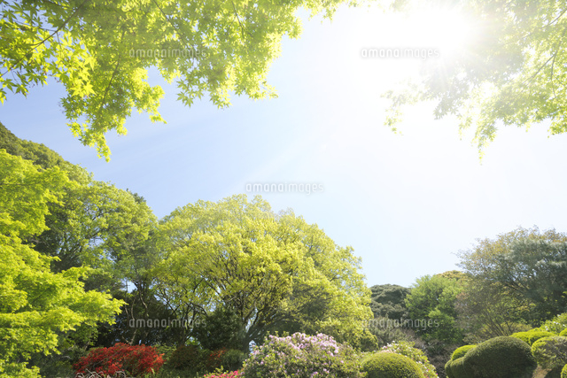 小石川植物園の新緑の芽吹き の写真素材 イラスト素材 アマナイメージズ