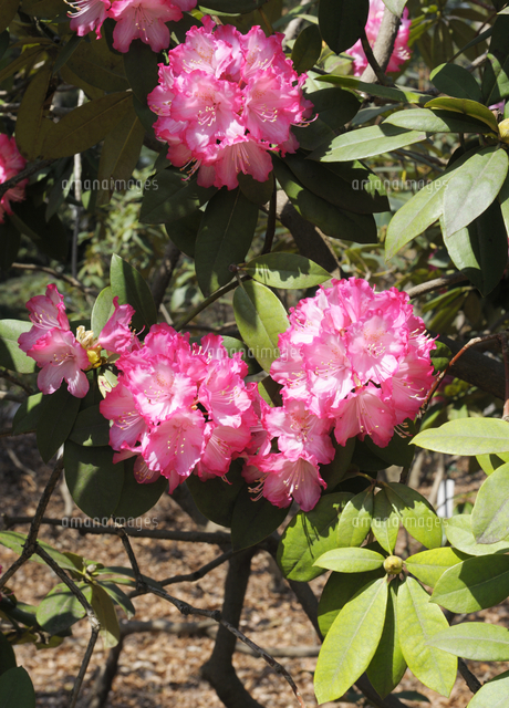 神代植物公園のシャクナゲの花 の写真素材 イラスト素材 アマナイメージズ
