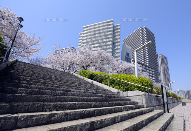 石川島公園の石の階段と満開のサクラと高層タワーマンション の写真素材 イラスト素材 アマナイメージズ