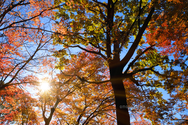 代々木公園の紅葉と朝の日差し の写真素材 イラスト素材 アマナイメージズ