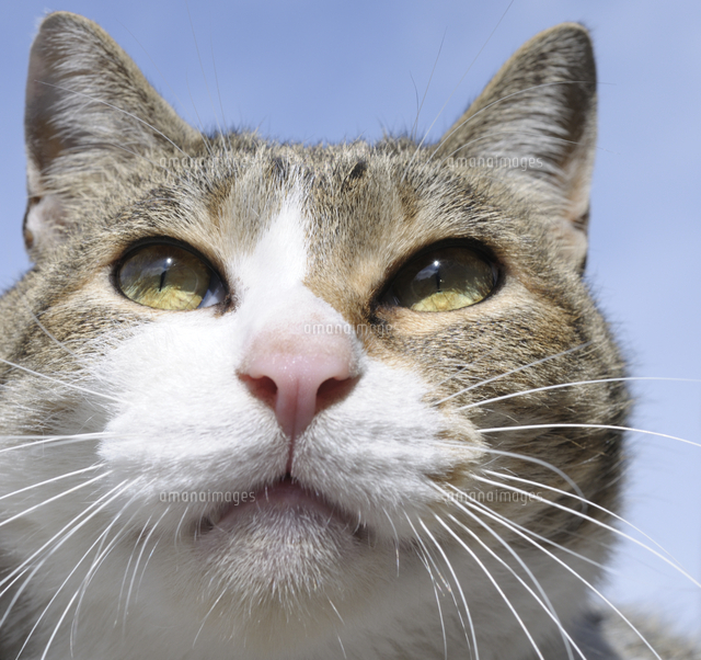 見上げる猫の顔 の写真素材 イラスト素材 アマナイメージズ