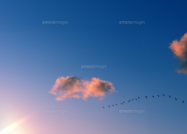 夕焼け雲と鳥の群れ の写真素材 イラスト素材 アマナイメージズ