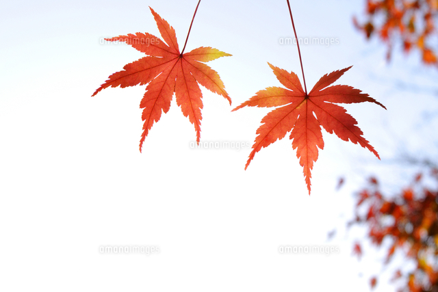 もみじの紅葉[10168005771]の写真・イラスト素材｜アマナイメージズ