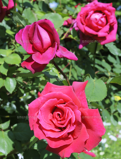 芝公園の赤いバラの花 の写真素材 イラスト素材 アマナイメージズ 芝公園の赤いバラの花 の写真素材 イラスト素材 アマナイメージズ