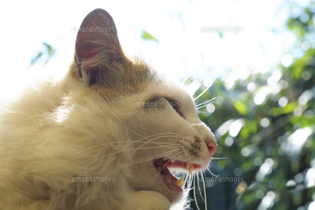 オス猫の横顔 の写真素材 イラスト素材 アマナイメージズ
