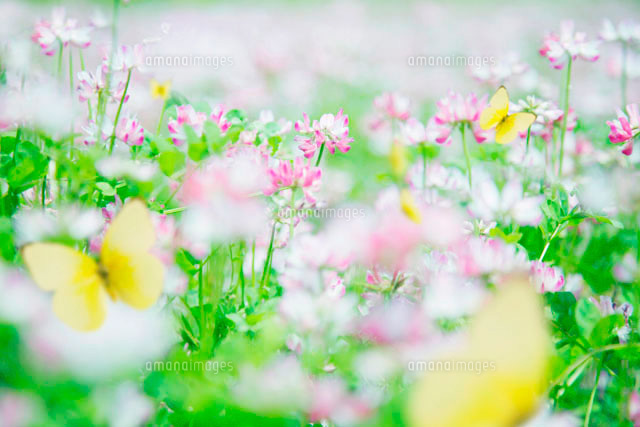 花畑と蝶 の写真素材 イラスト素材 アマナイメージズ