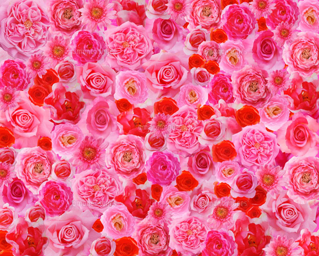 一面のピンクと赤の花 の写真素材 イラスト素材 アマナイメージズ