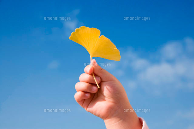 イチョウを持つ子供の手 青空 の写真素材 イラスト素材 アマナイメージズ