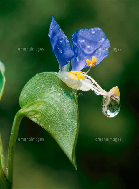 露草と水滴 の写真素材 イラスト素材 アマナイメージズ