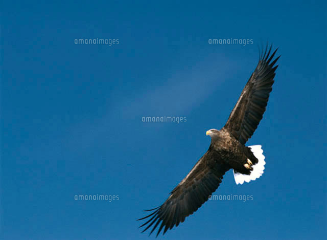 青空を飛ぶ野鳥 オジロワシ の写真素材 イラスト素材 アマナイメージズ