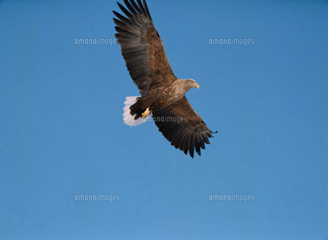 青空を飛ぶ野鳥 オジロワシ の写真素材 イラスト素材 アマナイメージズ
