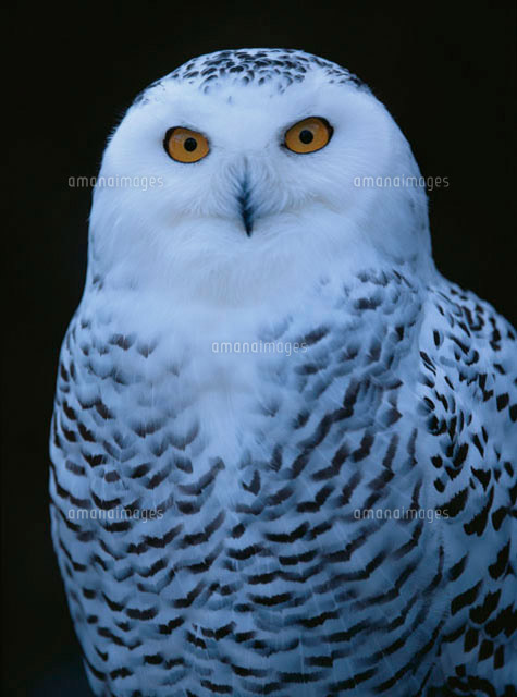 白フクロウのアップ の写真素材 イラスト素材 アマナイメージズ