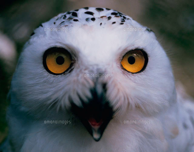白フクロウのアップ の写真素材 イラスト素材 アマナイメージズ