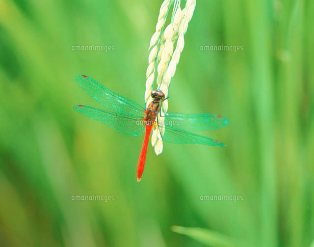 稲穂に止まる赤トンボ の写真素材 イラスト素材 アマナイメージズ