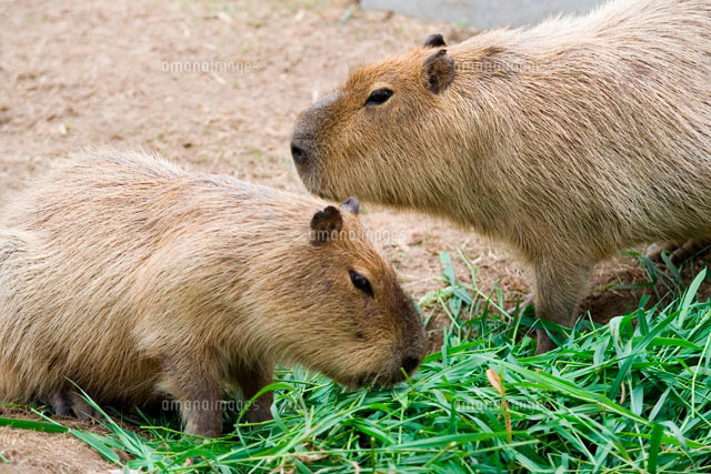 2匹のカピバラ[10171000387]の写真・イラスト素材｜アマナイメージズ