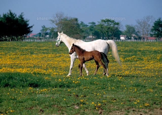 走る馬の親子 の写真素材 イラスト素材 アマナイメージズ