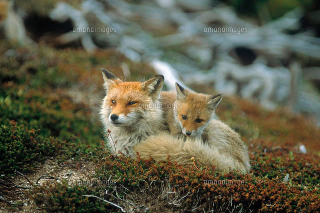 Aynsley  キツネの親子 キツネの親子[10171000480]の写真・イラスト素材｜アマナイメージズ