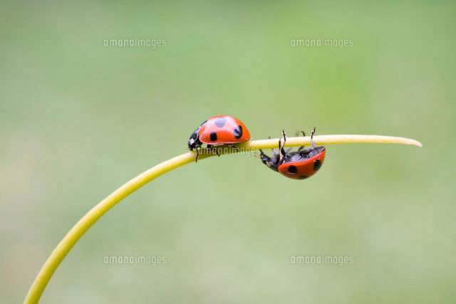 てんとう虫№2