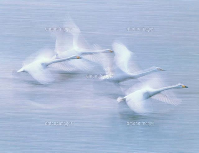 飛び立つ白鳥 の写真素材 イラスト素材 アマナイメージズ