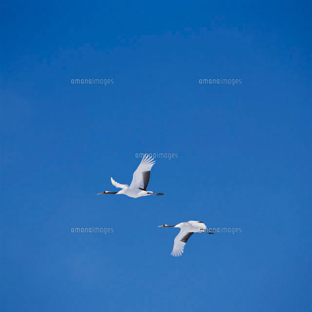 羽ばたく鶴 の写真素材 イラスト素材 アマナイメージズ