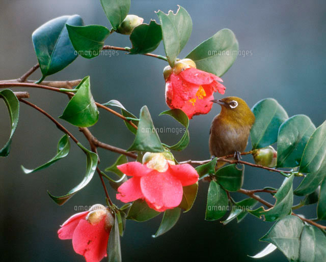 ツバキの花とメジロ[10171000871]の写真・イラスト素材｜アマナイメージズ