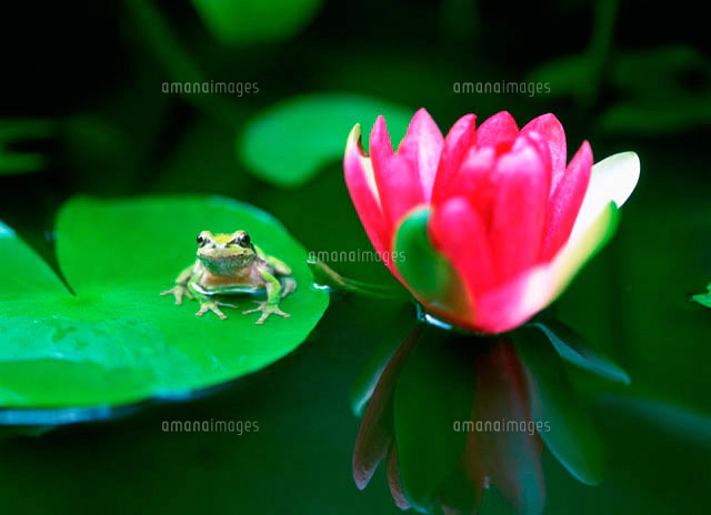 睡蓮とカエル[10171000915]の写真・イラスト素材｜アマナイメージズ