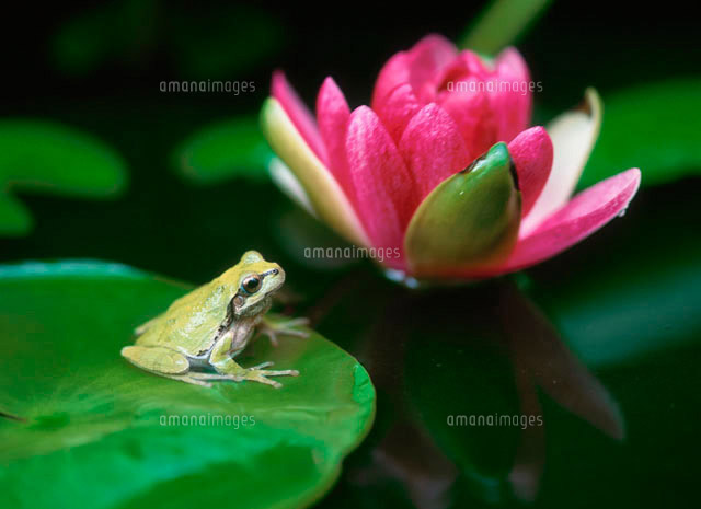睡蓮とカエル[10171000915]の写真・イラスト素材｜アマナイメージズ