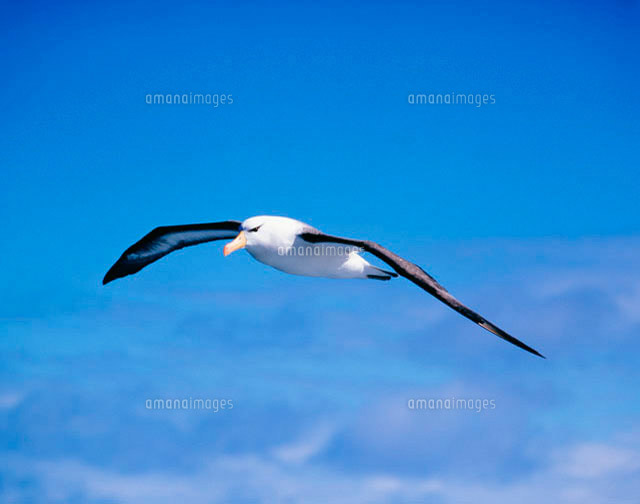 アホウ鳥[10171001266]の写真・イラスト素材｜アマナイメージズ