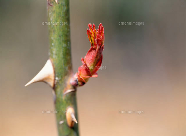 バラの新芽 の写真素材 イラスト素材 アマナイメージズ