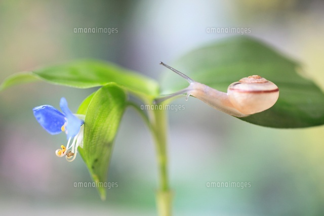 露草とカタツムリ の写真素材 イラスト素材 アマナイメージズ