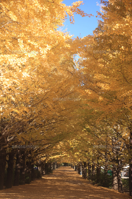 銀杏並木 の写真素材 イラスト素材 アマナイメージズ